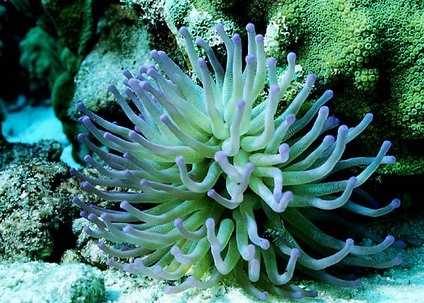 Plants - Coral Reef